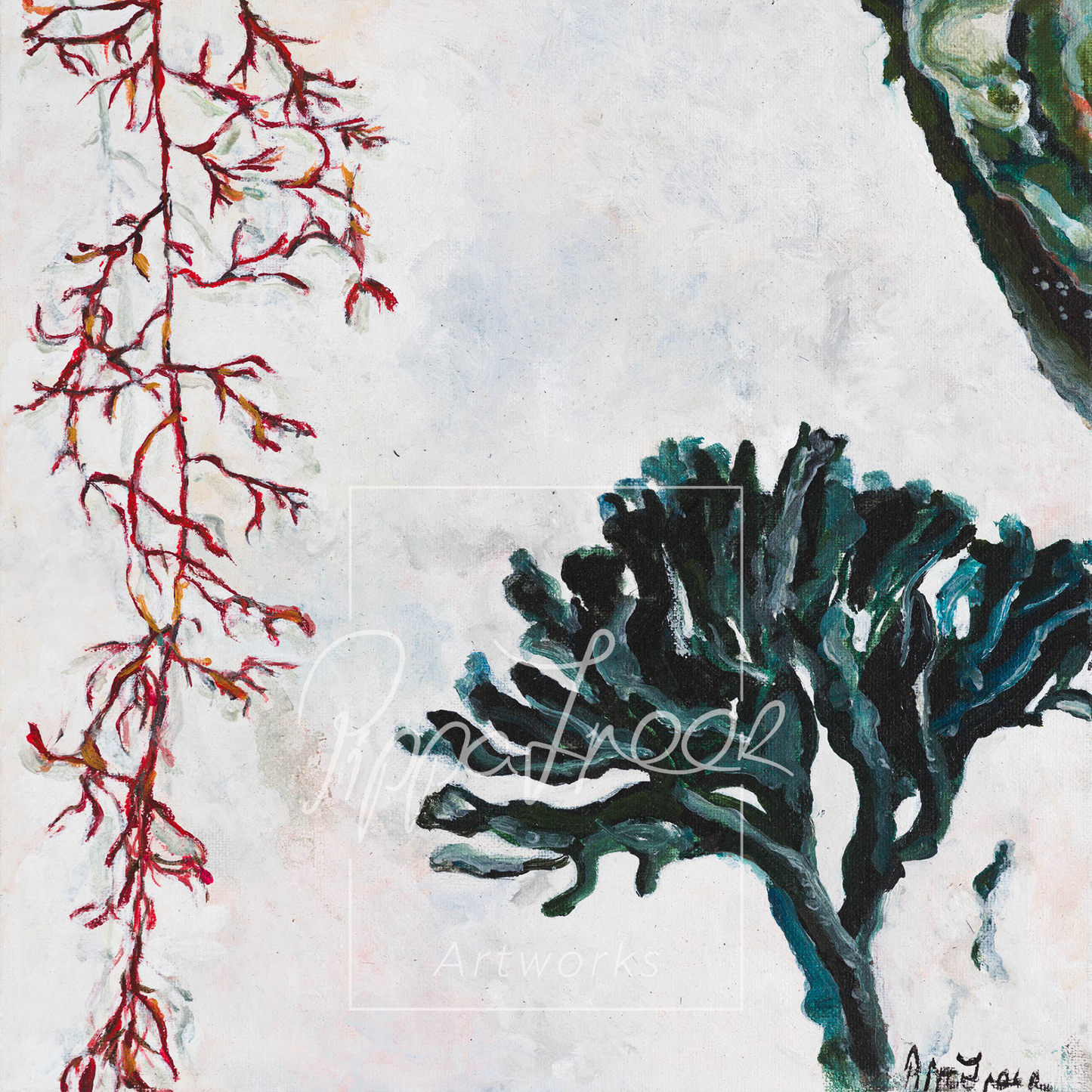 Seaweed of Kommetjie